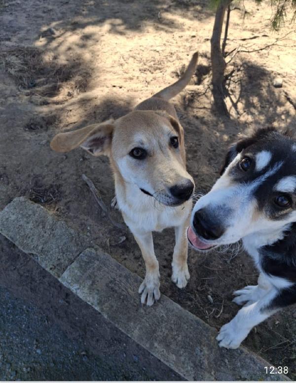 😍TOFFEE😍 dolce e simpatico cerca una Famiglia  Foto 2