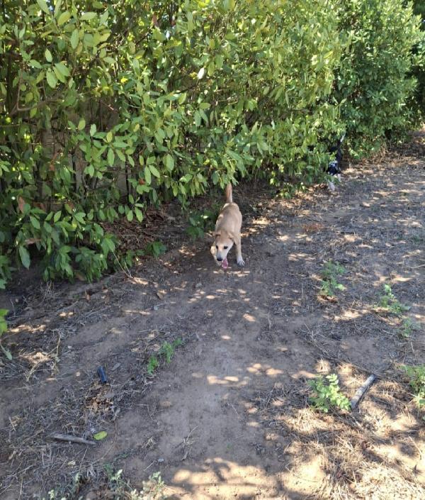 😍TOFFEE😍 dolce e simpatico cerca una Famiglia  Foto 4