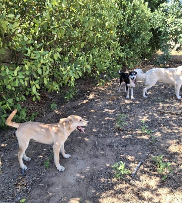 😍TOFFEE😍 dolce e simpatico cerca una Famiglia  Foto 5