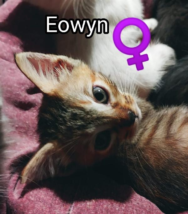 Eowyn: Micina Di 90 Gg. Cerca Famiglia