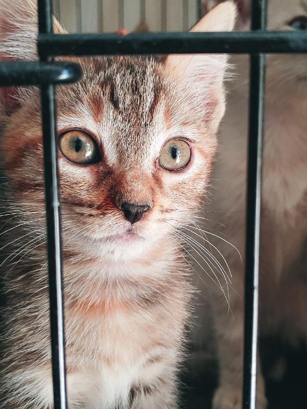 EOWYN: MICINA DI 90 GG. CERCA FAMIGLIA Foto 2