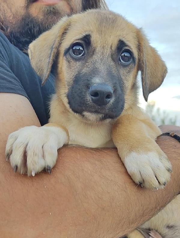 Buddy dalla sicilia Foto 2
