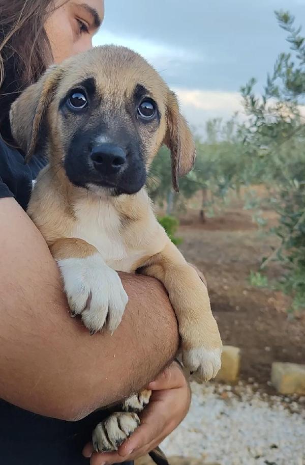 Buddy dalla sicilia Foto 4