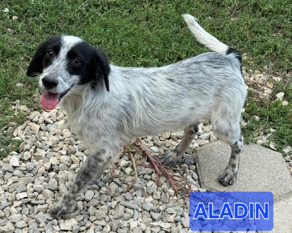 Aladin 5 mesi taglia piccola  Foto 6