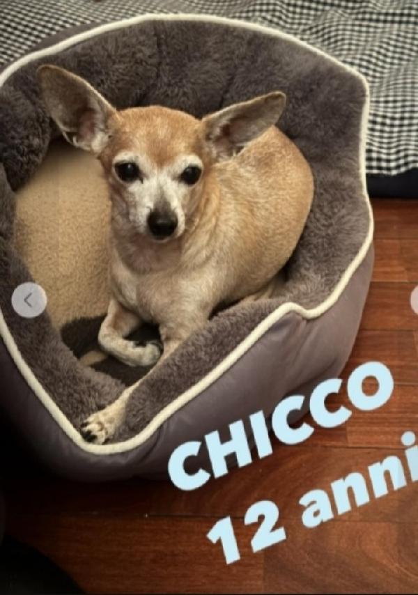 Pinscher 12Anni Kg3 Qualcuno Può Aiutarlo?
