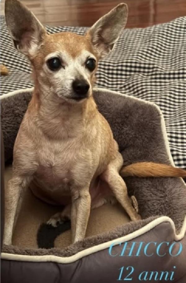 Pinscher 12anni kg3 qualcuno può aiutarlo? Foto 2