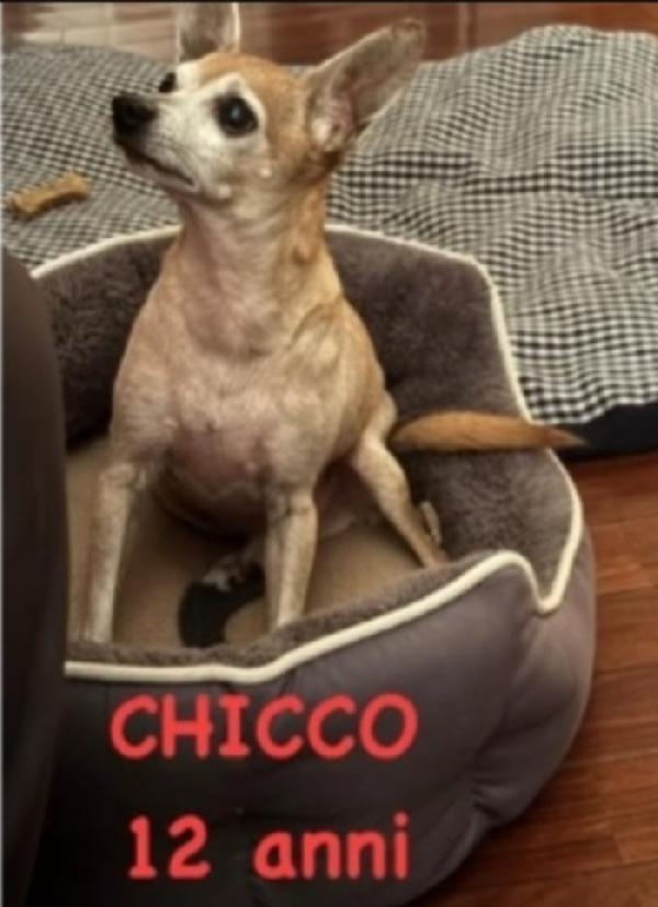 Pinscher 12anni kg3 qualcuno può aiutarlo? Foto 3