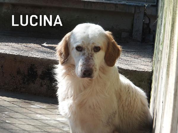 Lucina