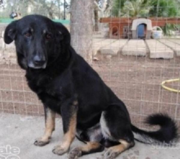 Biscotto 13ANNI TUTTI DI CANILE! PUGLIA Foto 2