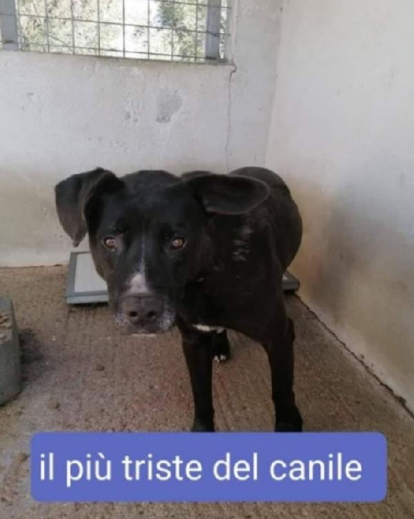 Molossino Nero 4Anni Il Più Triste Del Canile 