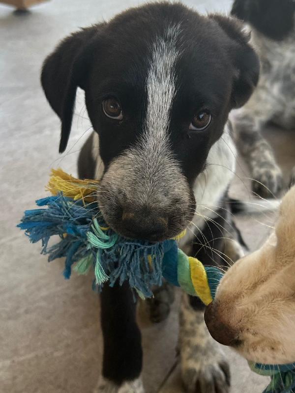 🌸 Kyra, cucciola meravigliosa in cerca di casa 🌸 Foto 8