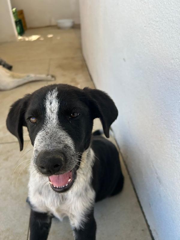 ✨ Kyra, una cucciola speciale in cerca del suo lieto fine ✨ Foto 3