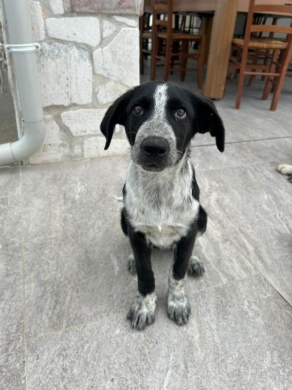✨ Kyra, una cucciola speciale in cerca del suo lieto fine ✨ Foto 4