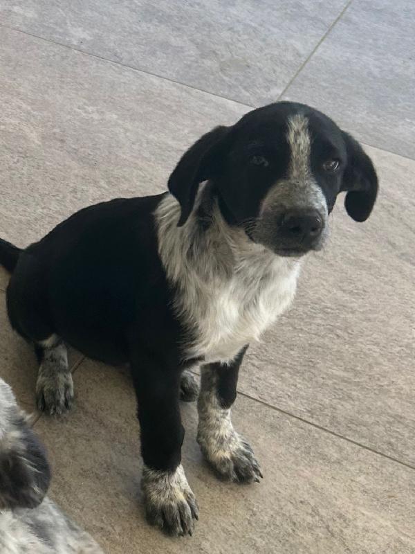 ✨ Kyra, una cucciola speciale in cerca del suo lieto fine ✨ Foto 5