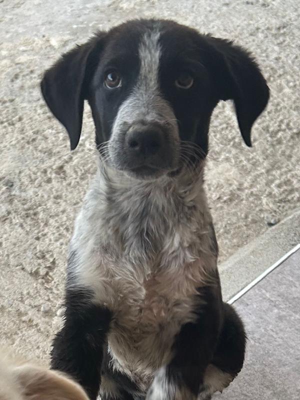 ✨ Kyra, una cucciola speciale in cerca del suo lieto fine ✨ Foto 6