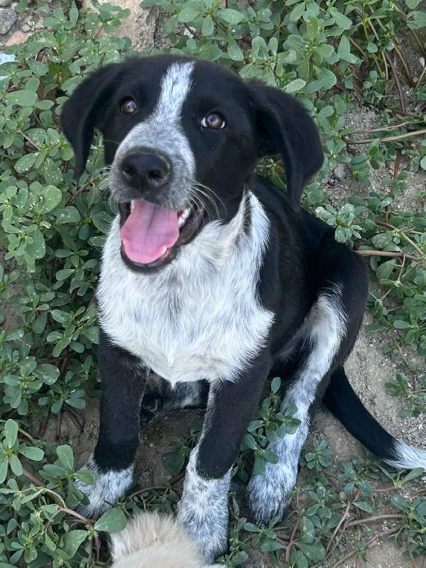 ✨ Kyra, una cucciola speciale in cerca del suo lieto fine ✨ Foto 8