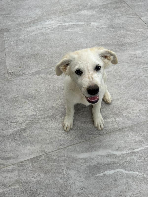 🌸 Lola, un concentrato di dolcezza in cerca di famiglia 🌸 Foto 2