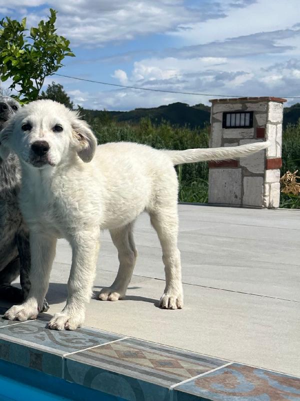 🌸 Lola, un concentrato di dolcezza in cerca di famiglia 🌸 Foto 7