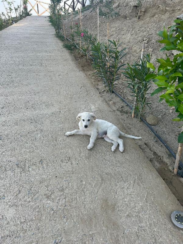🌸 Lola, un concentrato di dolcezza in cerca di famiglia 🌸 Foto 8