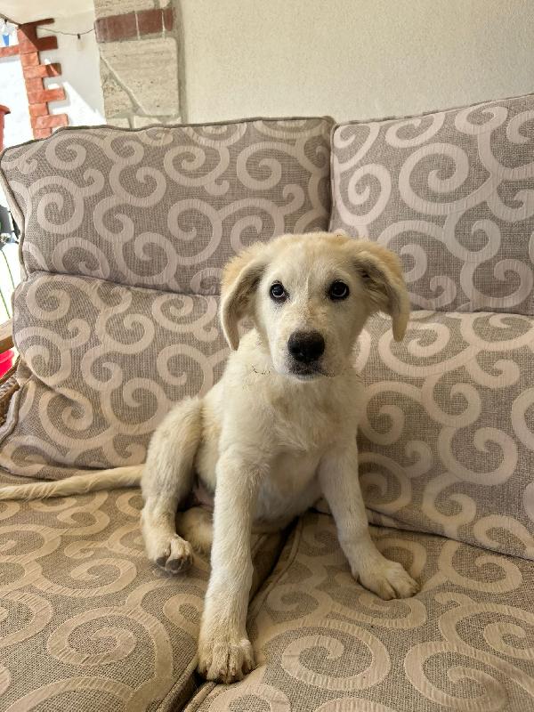 ✨ Lola, la gioia fatta cucciola ✨ Foto 3