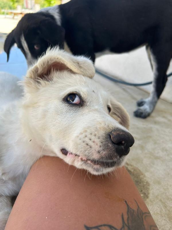 ✨ Lola, la gioia fatta cucciola ✨ Foto 4