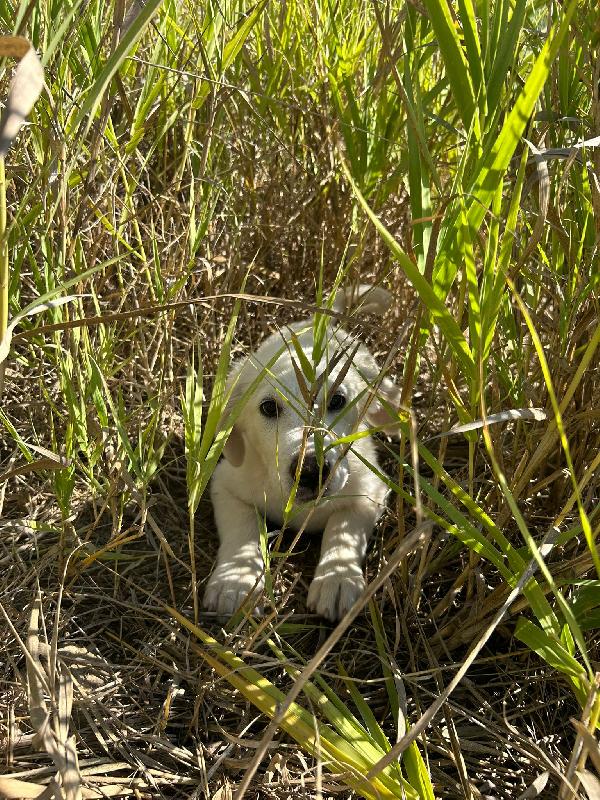 ✨ Lola, la gioia fatta cucciola ✨ Foto 5