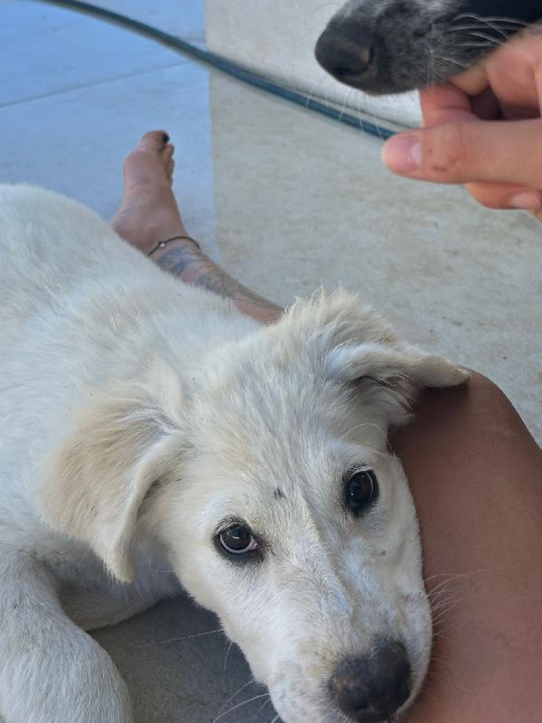 ✨ Lola, la gioia fatta cucciola ✨ Foto 6