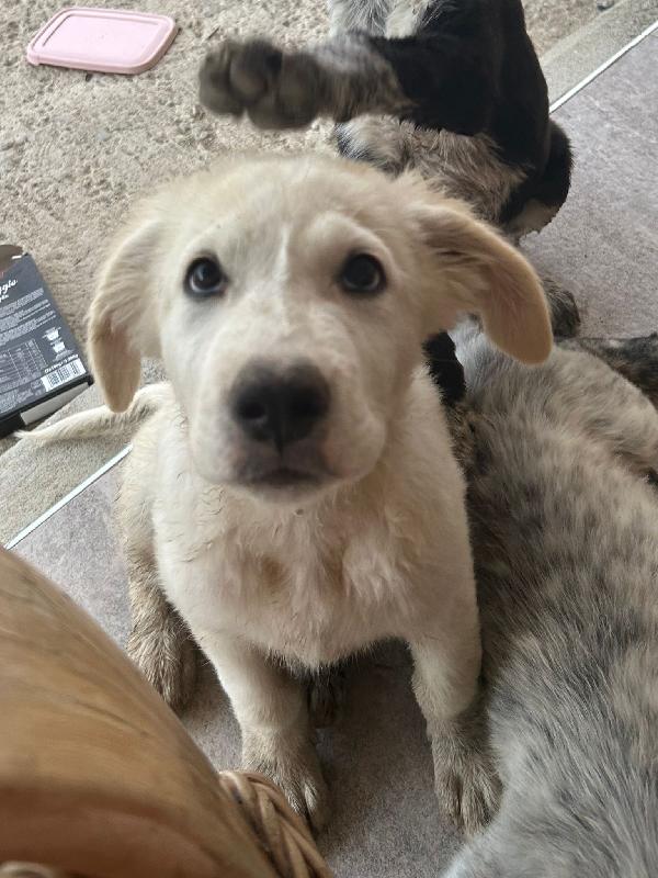 ✨ Lola, la gioia fatta cucciola ✨ Foto 7