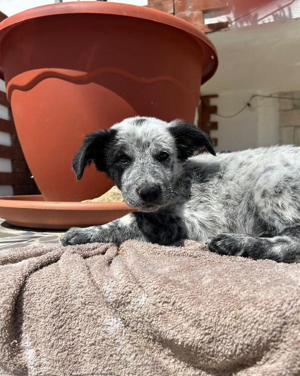 ✨ DAISY – Una vita da scrivere insieme ✨ Foto 3
