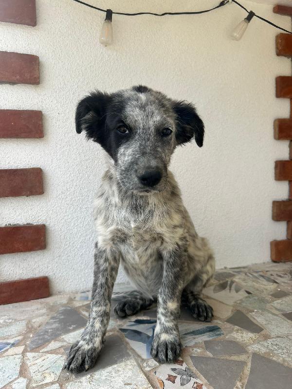 ✨ DAISY – Una vita da scrivere insieme ✨ Foto 5