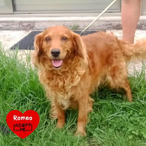 Romeo Simil Cocker 9 Anni Cerca Adozione