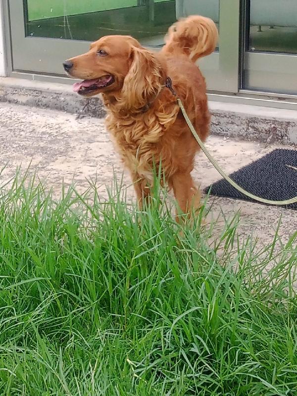 ROMEO simil cocker 9 anni cerca adozione Foto 2