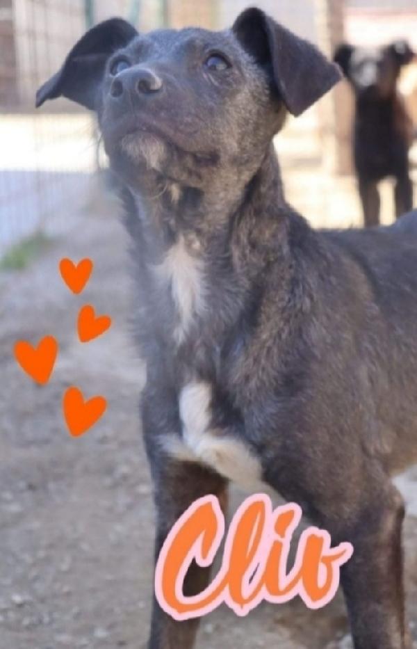 Clio 2Anni Salvata Coi Fratellini Puglia