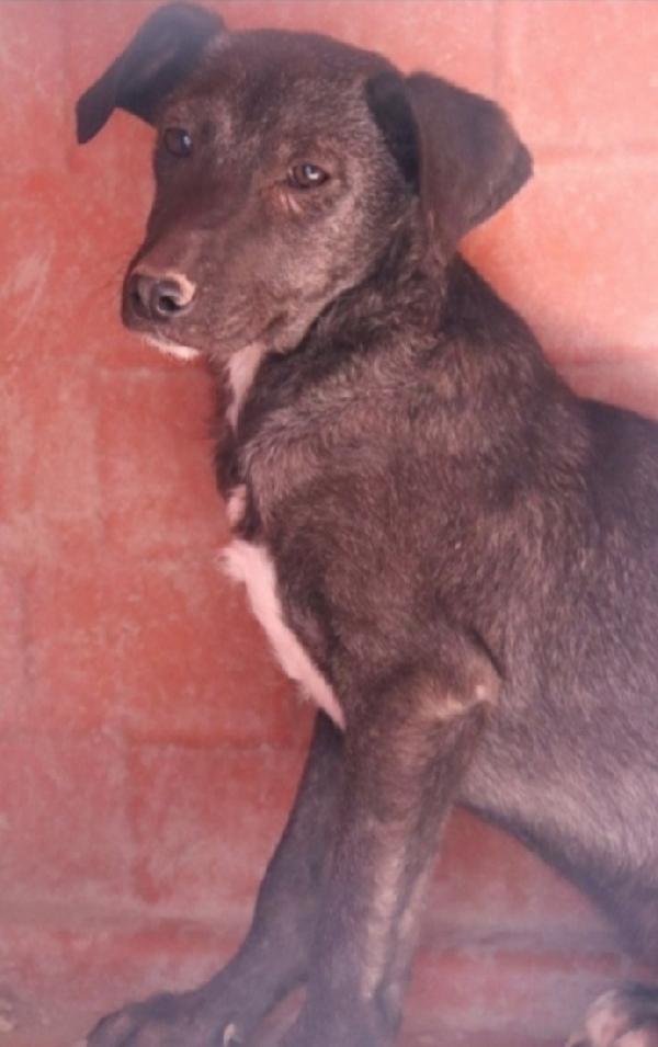 Clio 2anni salvata coi fratellini PUGLIA Foto 2