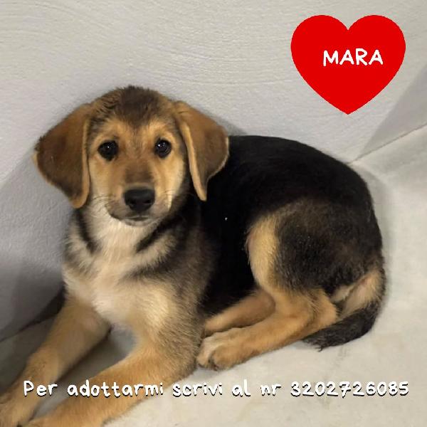 Mara Dolce Cucciola In Adozione A Latina