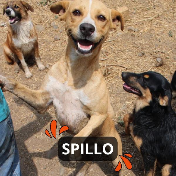 Spillo..tenero Cucciolone