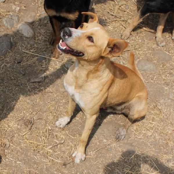 Spillo..tenero cucciolone Foto 3