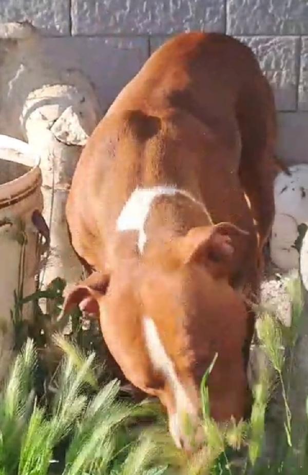 Pitbull 1anno bello e buonissimo SOS CASA COSENZA  Foto 2
