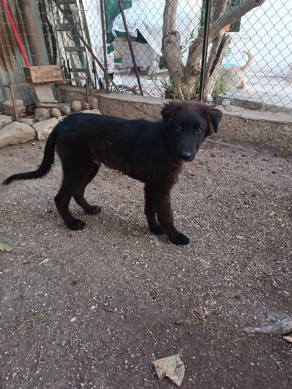 Teddy cerca casa  Foto 2