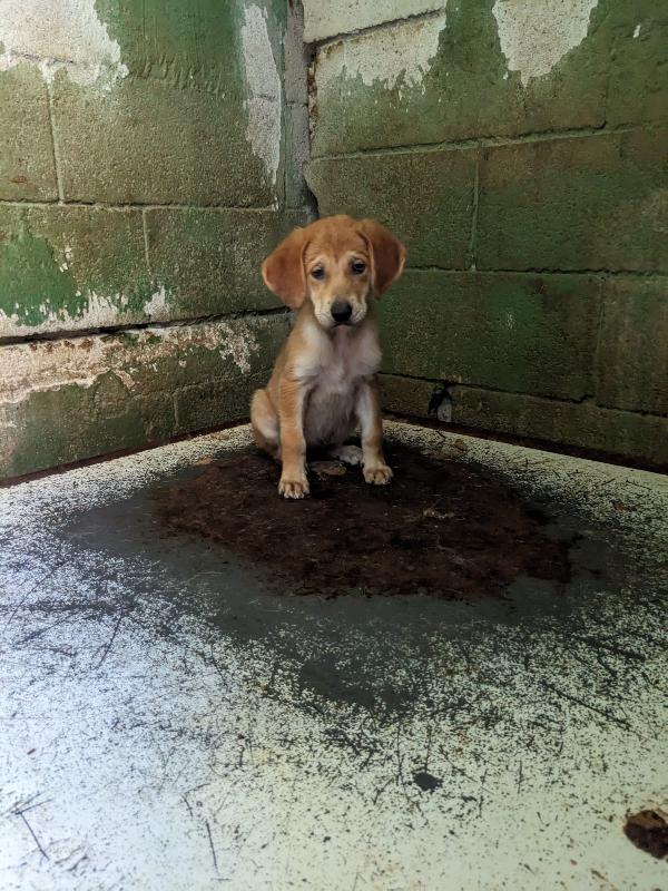 Mira - Cucciola Di 2 Mesi