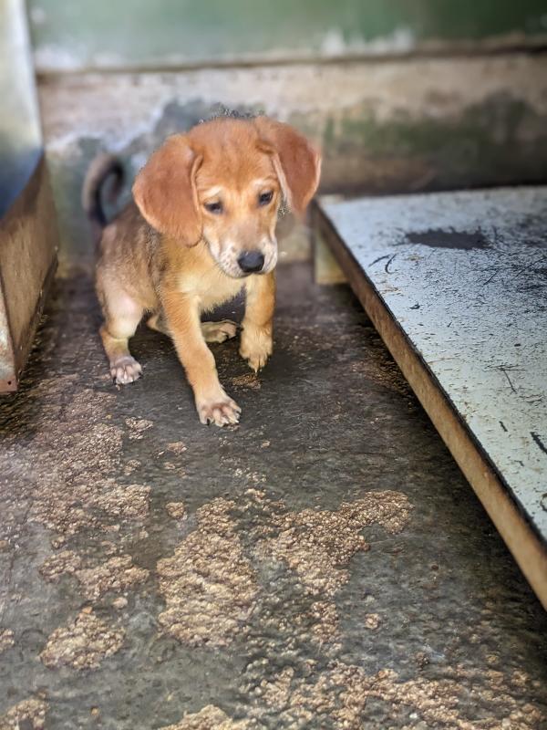 MIRA - cucciola di 2 mesi Foto 2