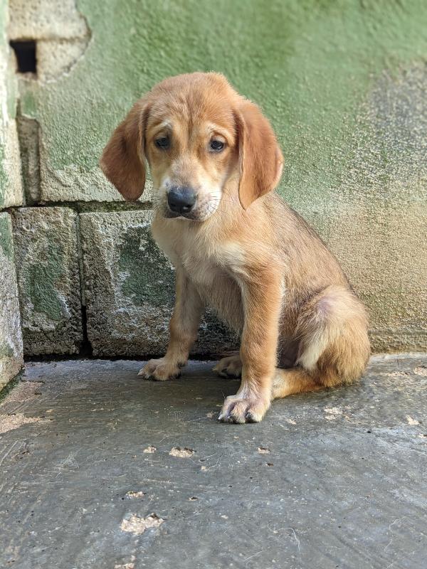 MIRA - cucciola di 2 mesi Foto 4