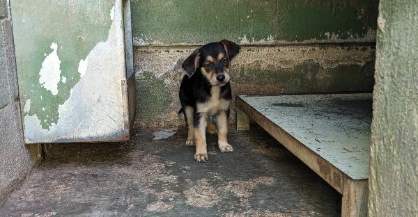 Zoey - Cucciolo Di 2 Mesi