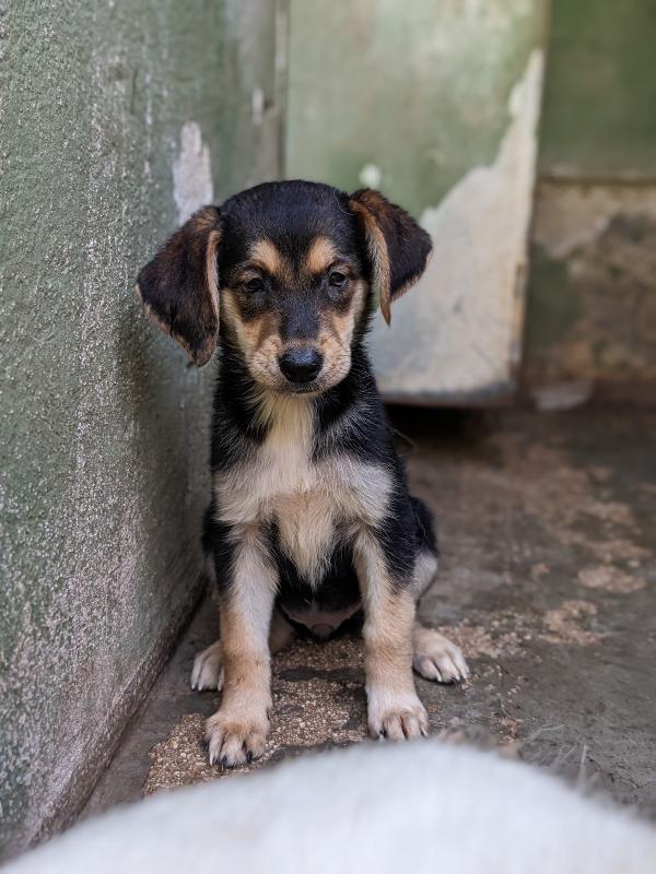 ZOEY - cucciolo di 2 mesi Foto 2