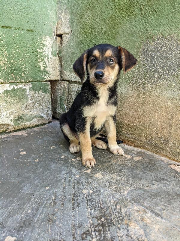 ZOEY - cucciolo di 2 mesi Foto 4