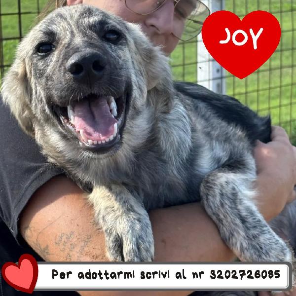 Joy Cerca Adozione A Latina - Cucciola 7 Mesi Taglia Media