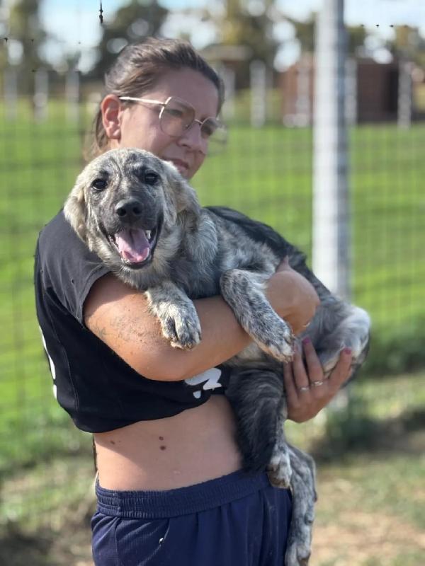 JOY cerca adozione a LATINA - cucciola 7 mesi taglia media Foto 2
