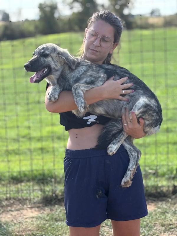 JOY cerca adozione a LATINA - cucciola 7 mesi taglia media Foto 3