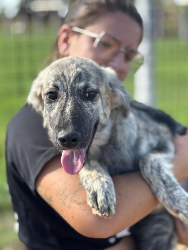 JOY cerca adozione a LATINA - cucciola 7 mesi taglia media Foto 4