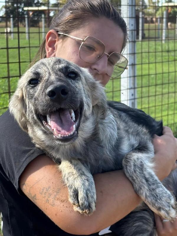 JOY cerca adozione a LATINA - cucciola 7 mesi taglia media Foto 5